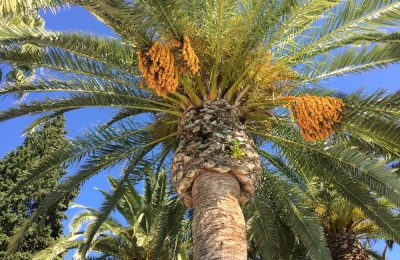 Formentor Palms