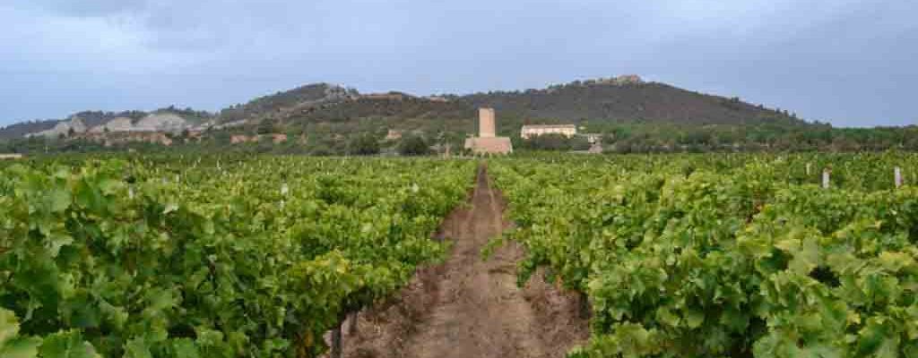 Spotlight On Mesquida Mora Wines