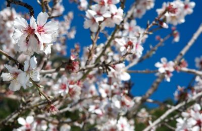 Mallorca Almond Blossom