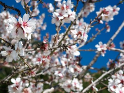 Mallorca Almond Blossom